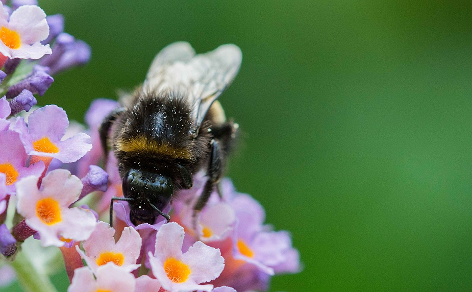 Hummel