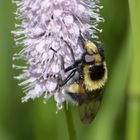 Hummel