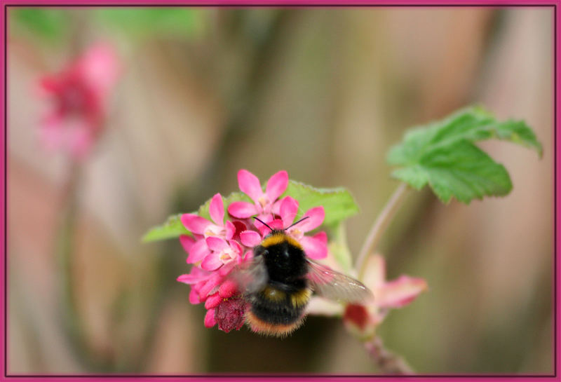 * Hummel *