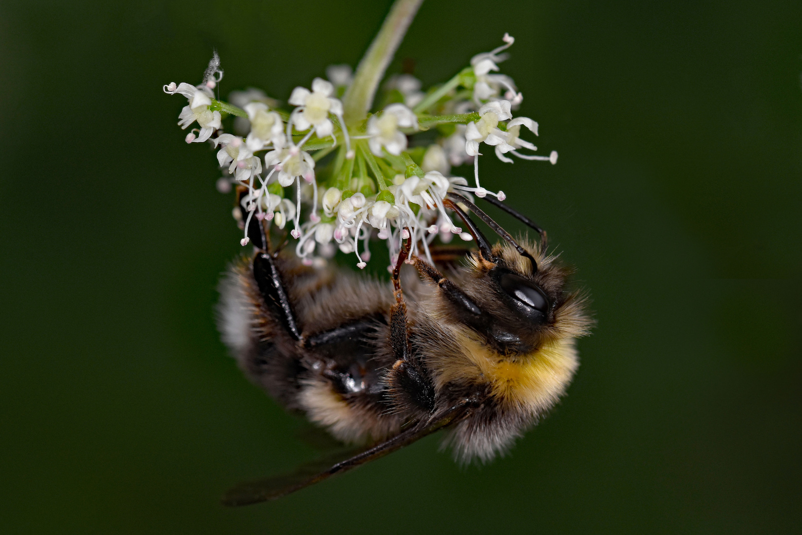 Hummel