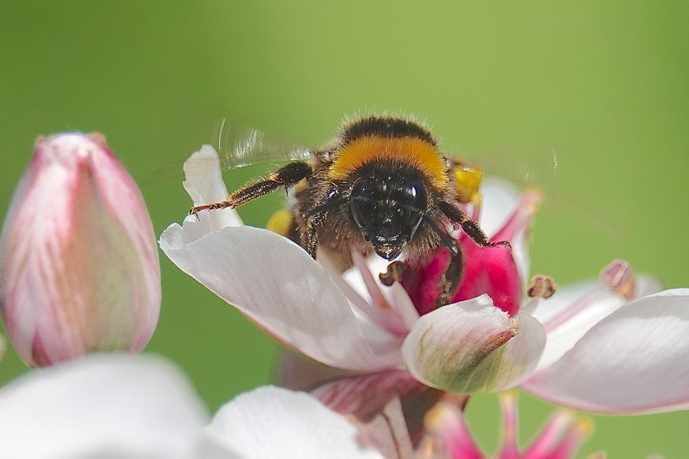 HUMMEL Foto & Bild  natur, blüten, insekten Bilder auf fotocommunity