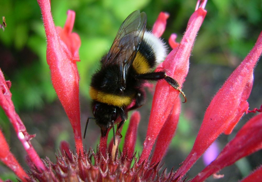 Hummel von Oliverschmid 