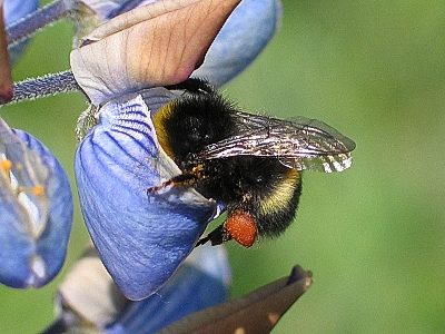 Hummel