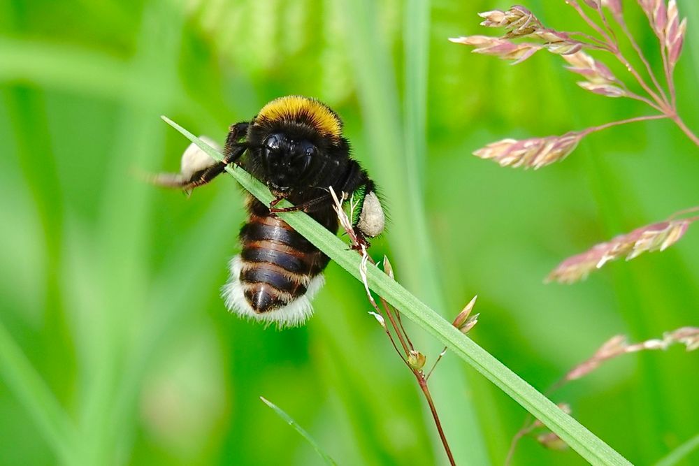 HUMMEL Foto & Bild | bienen, hummeln Bilder auf fotocommunity