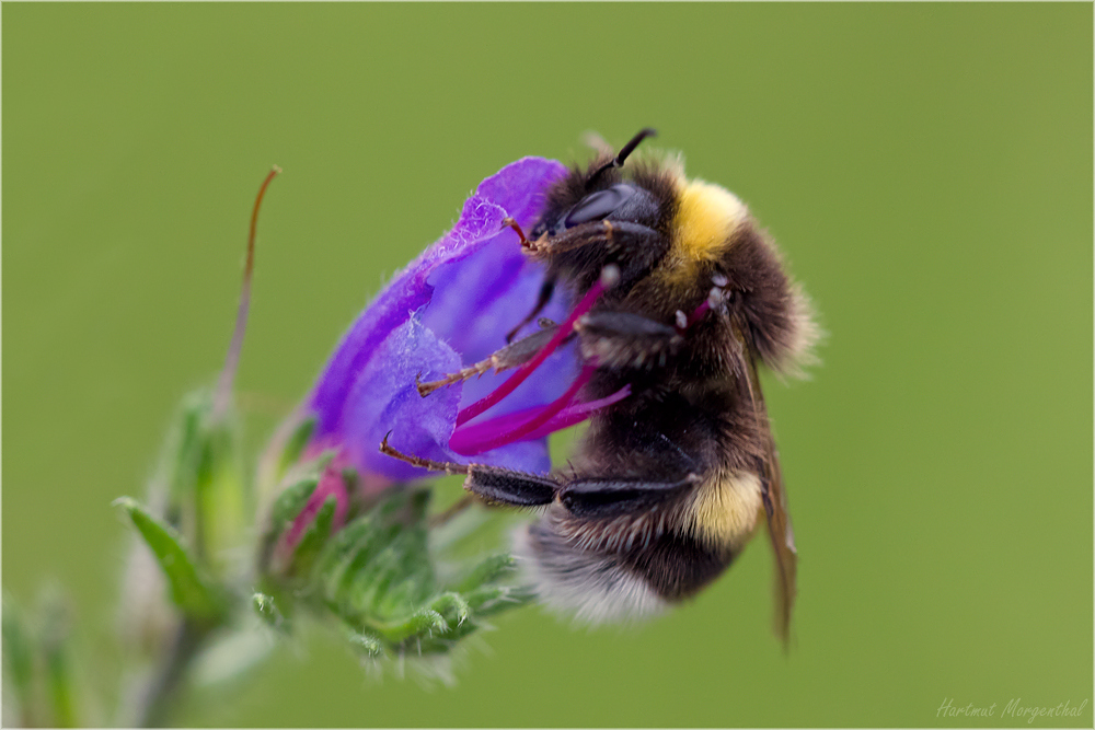 Hummel ...