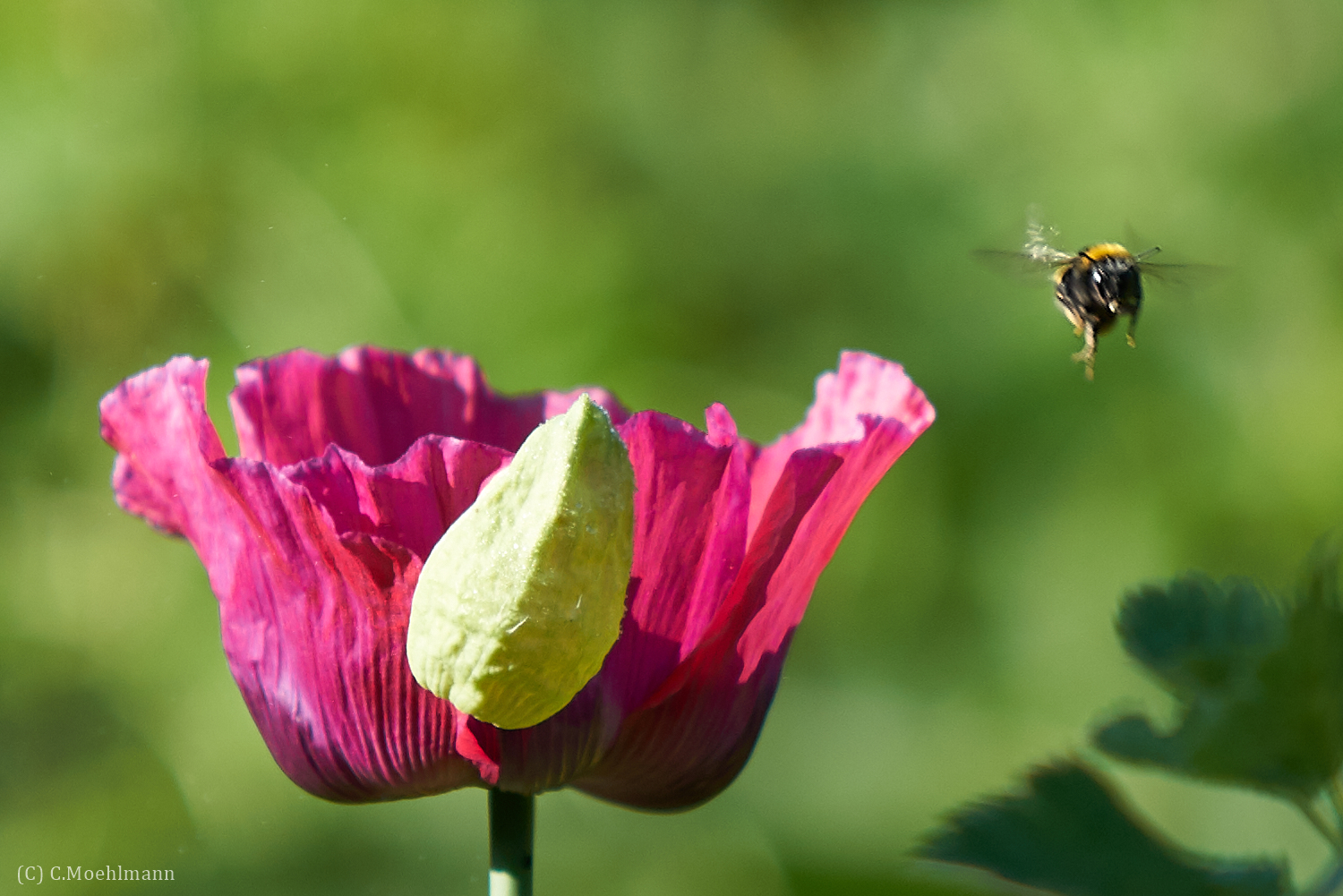 Hummel