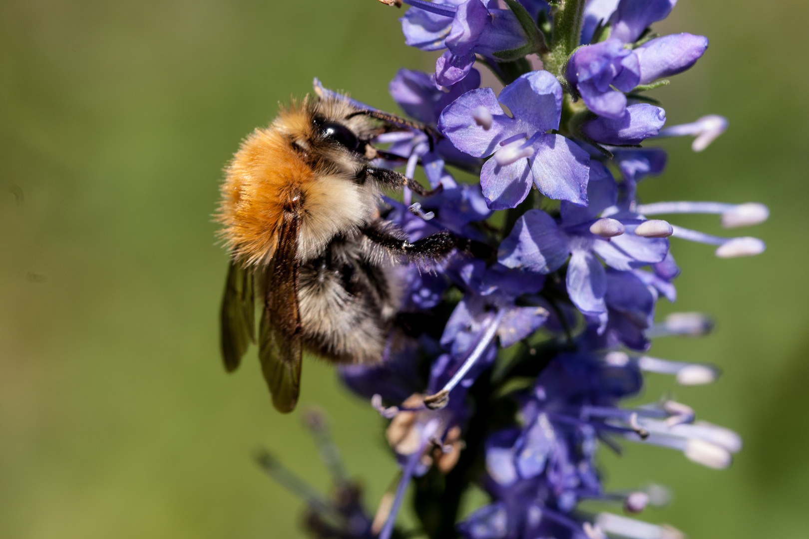 Hummel 6933 an Ehrenpreis