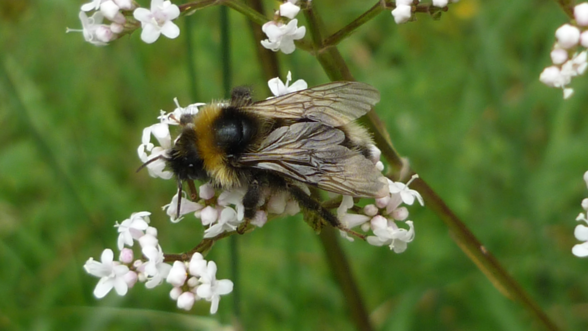 Hummel