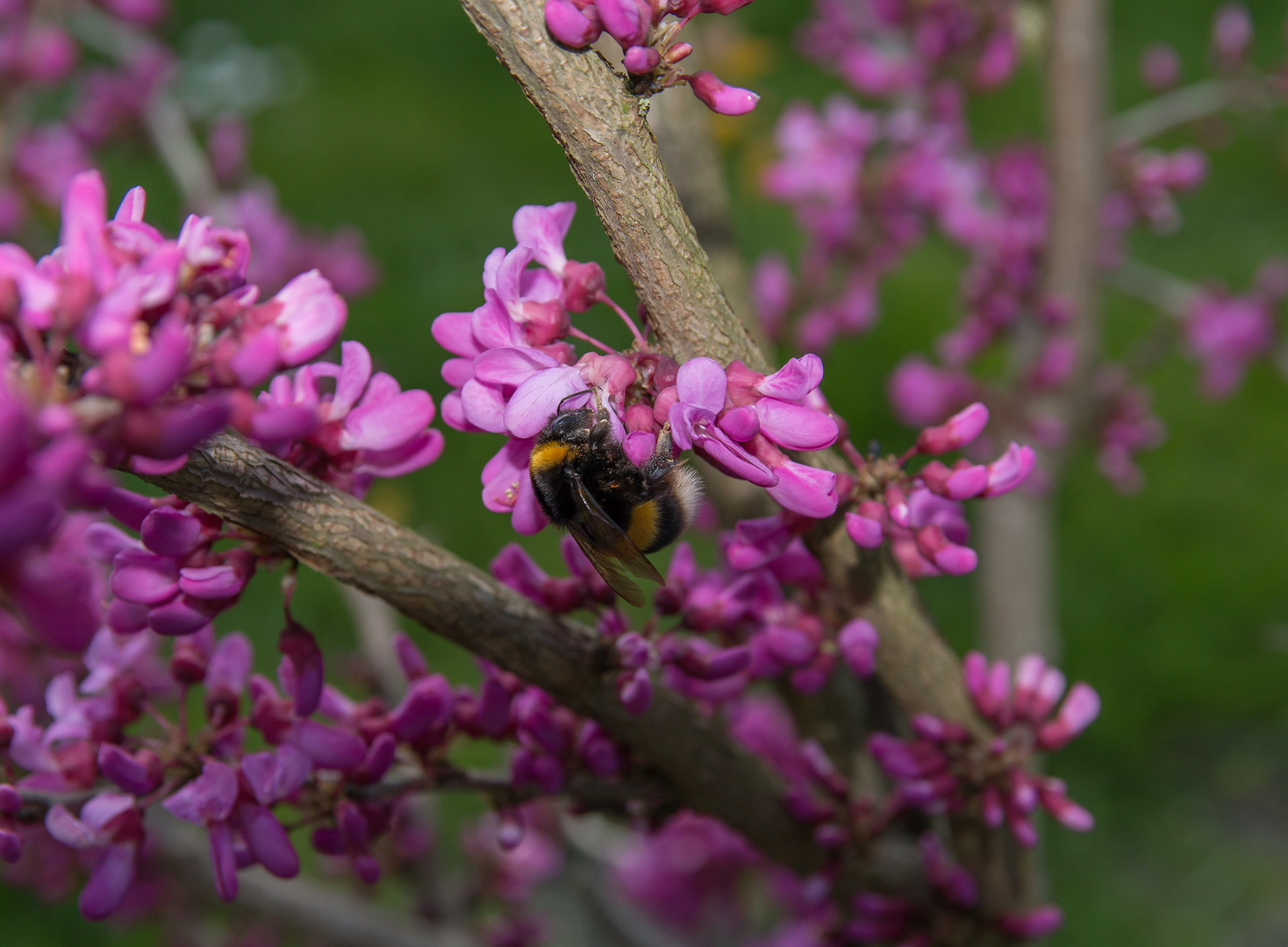 Hummel