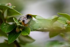 Hummel