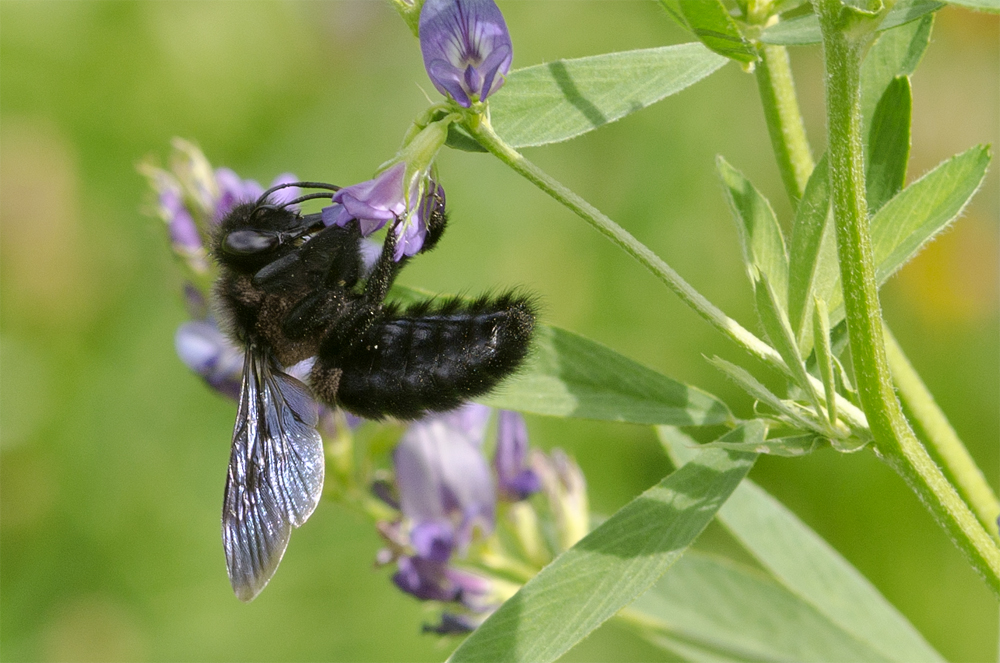 Hummel ?