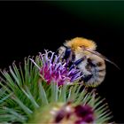 Hummel