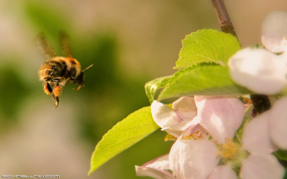 ** Hummel **