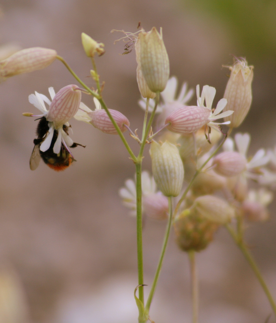 Hummel