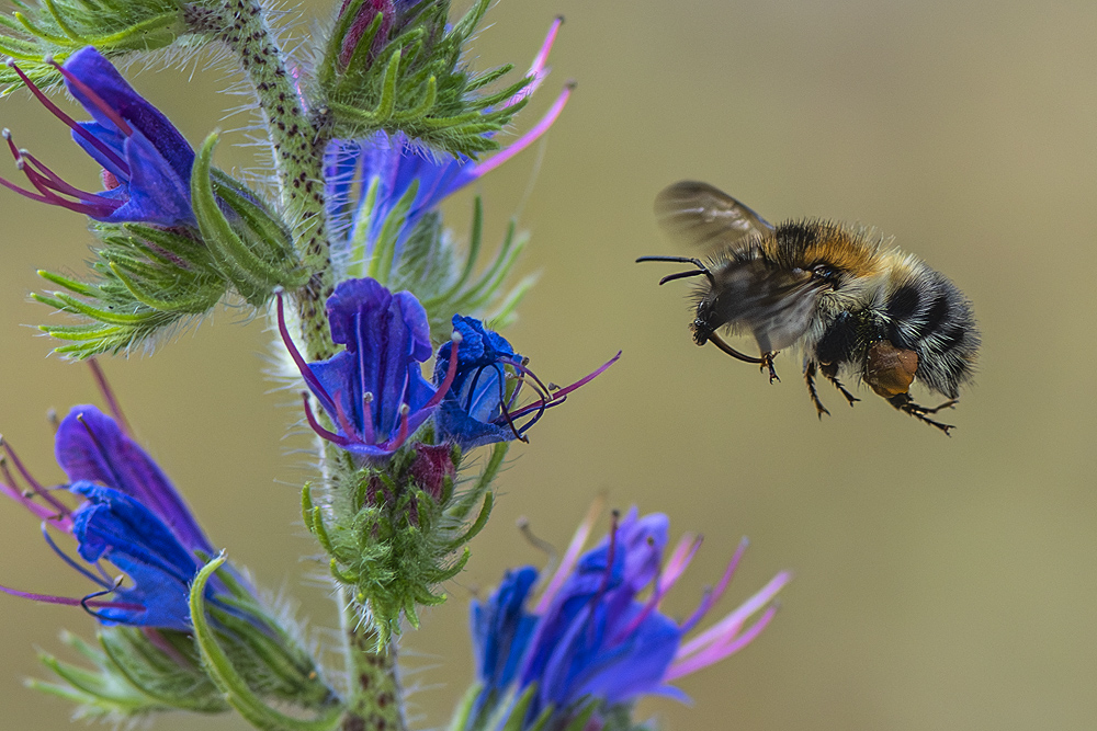 Hummel