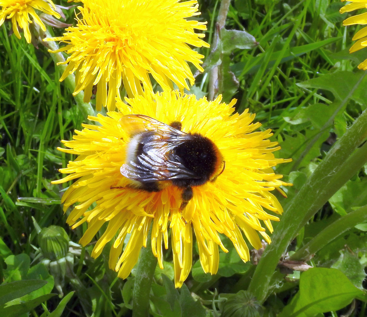 Hummel Foto &amp; Bild tiere, wildlife, insekten Bilder auf