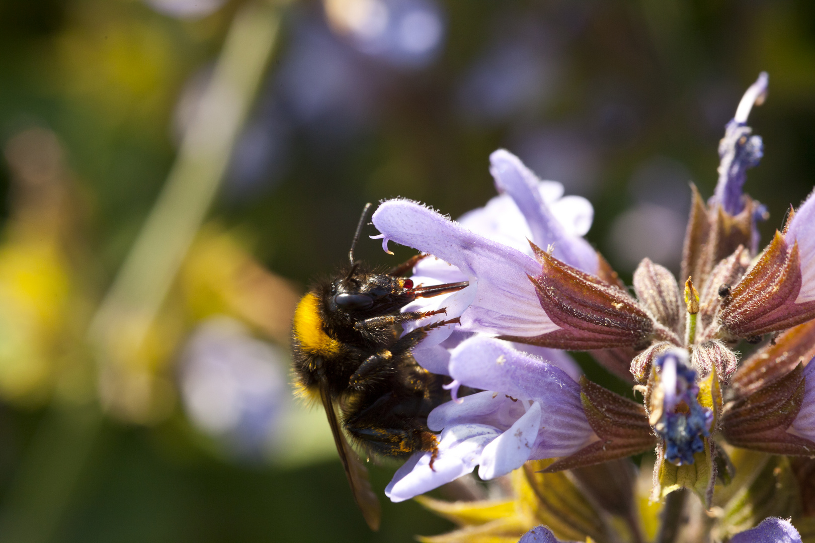 Hummel