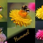 Hummel