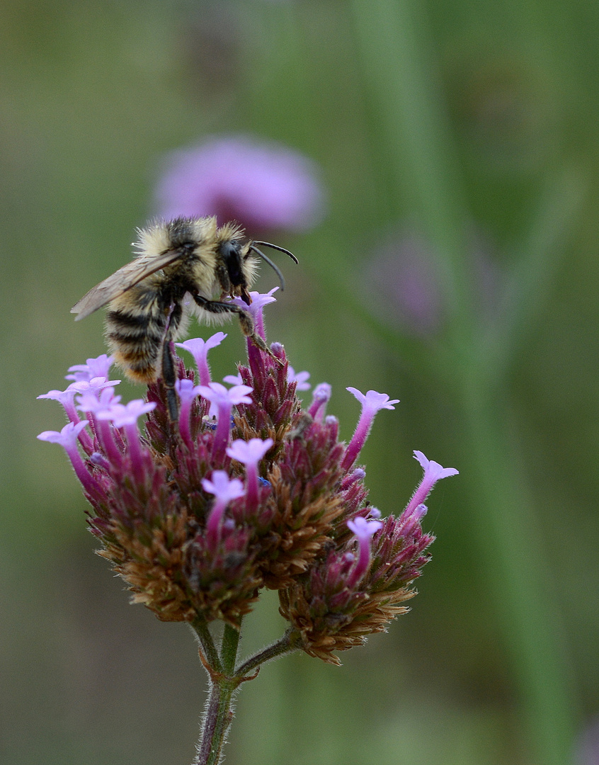 hummel