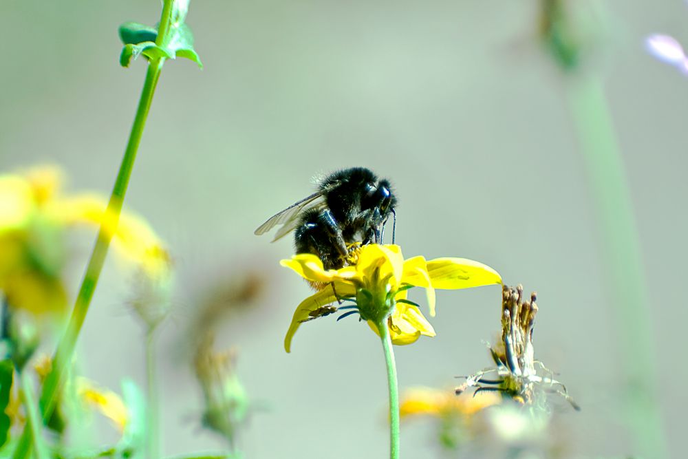 Hummel von Karl-Josef Thomas 