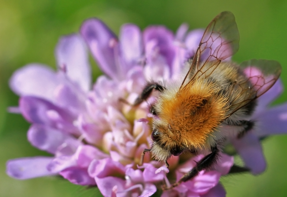 Hummel