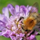 Hummel