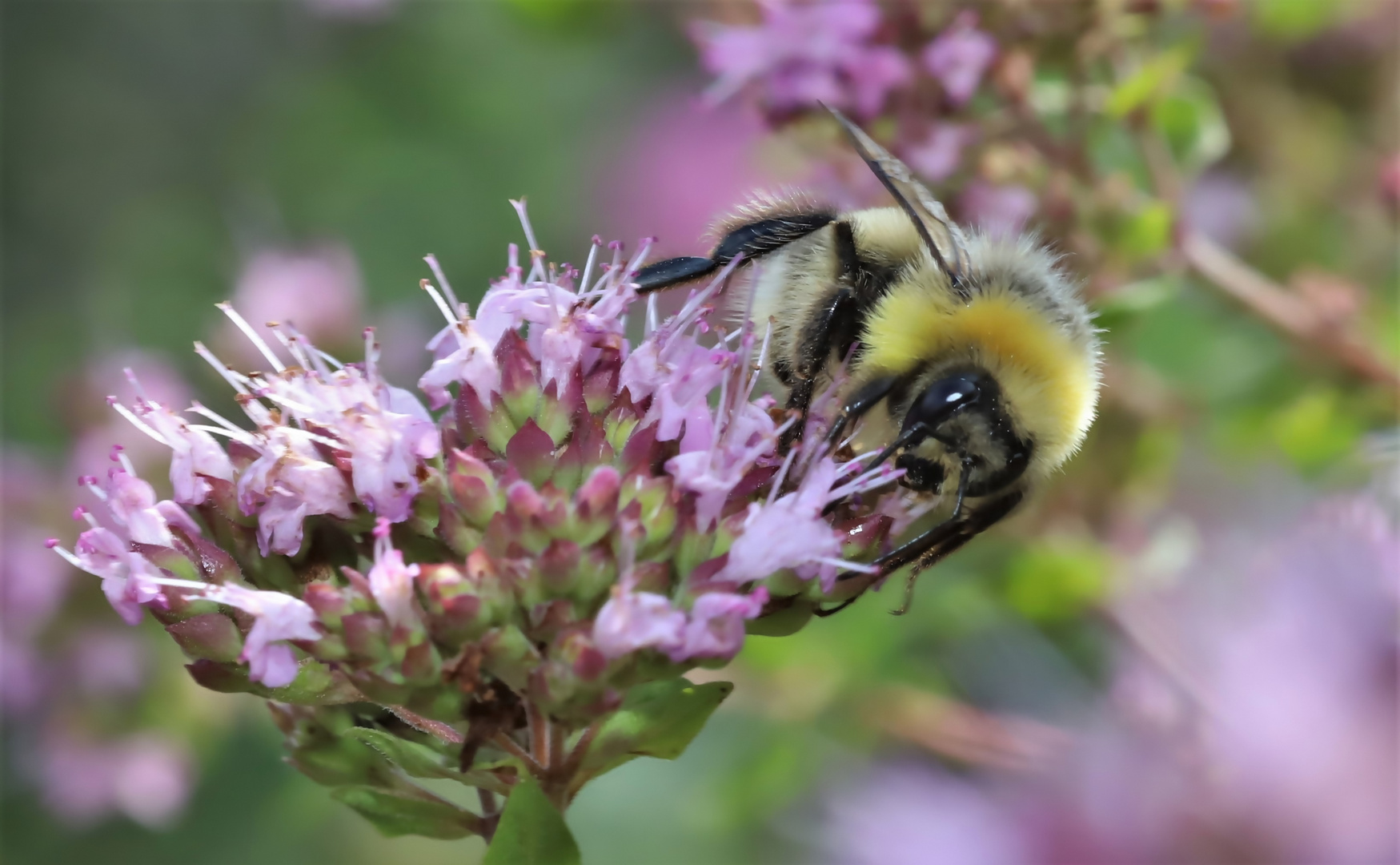 Hummel