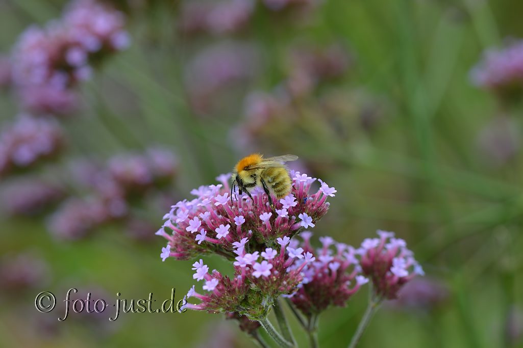 Hummel