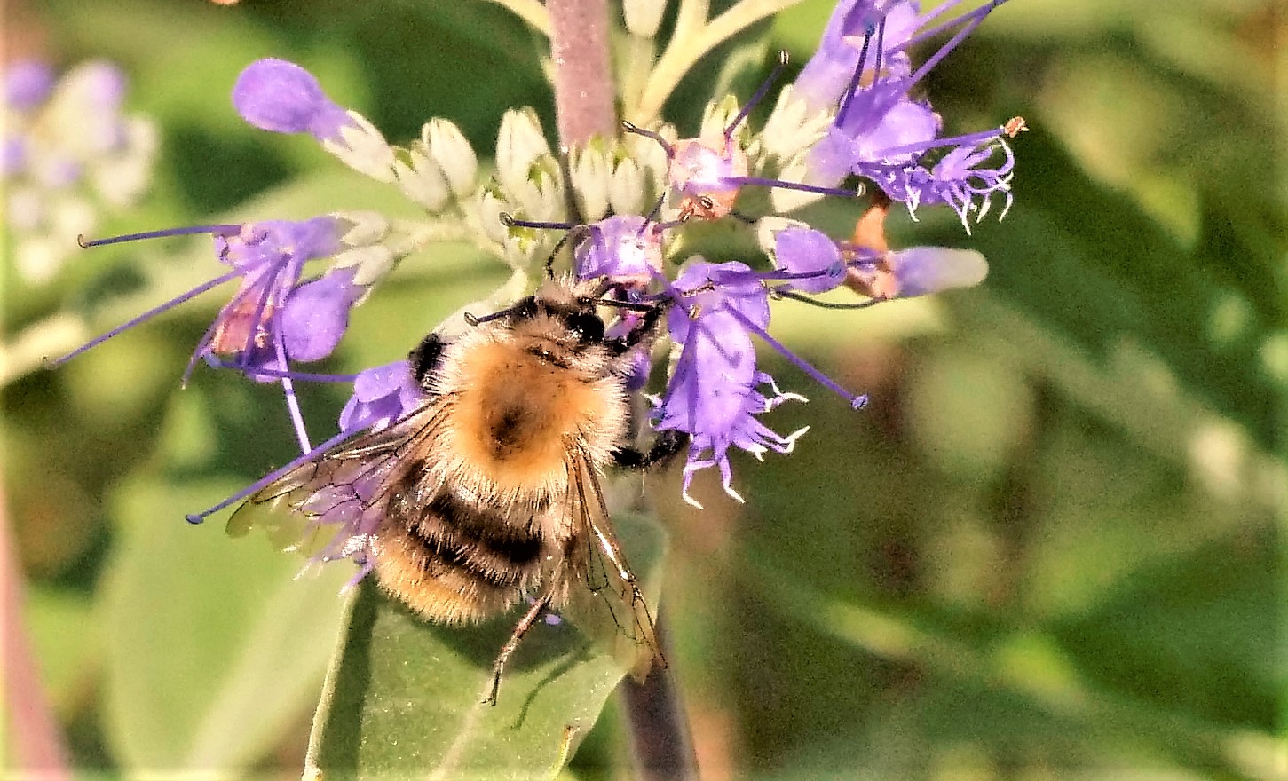 Hummel