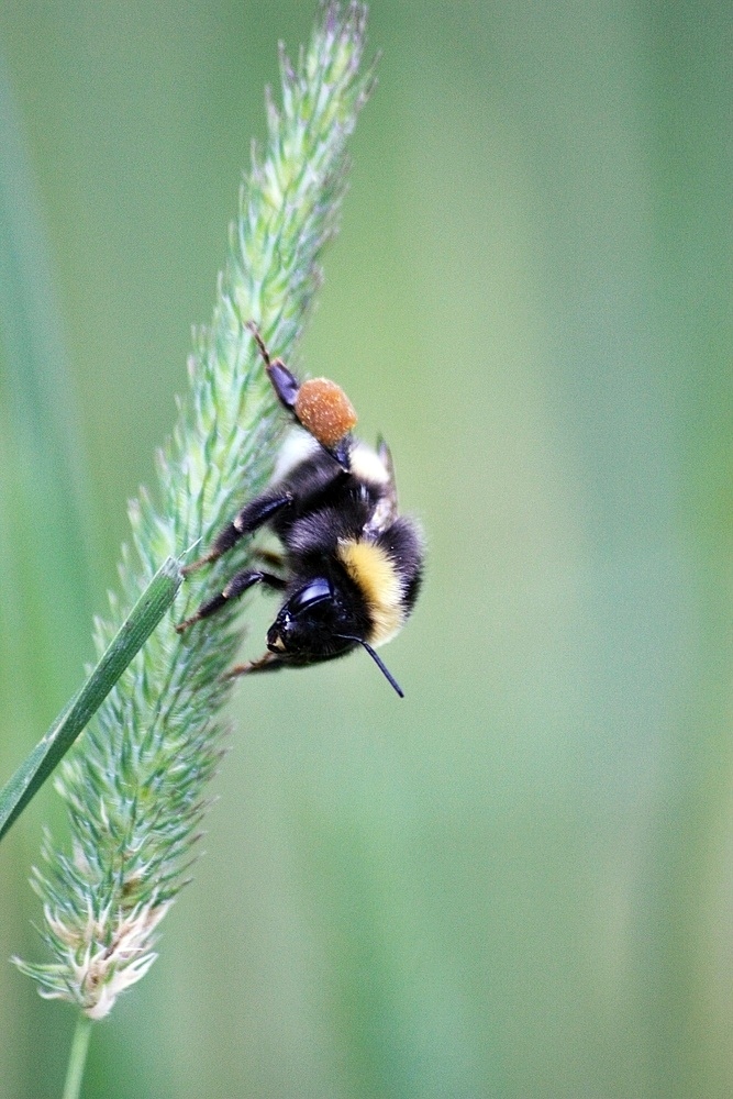 Hummel