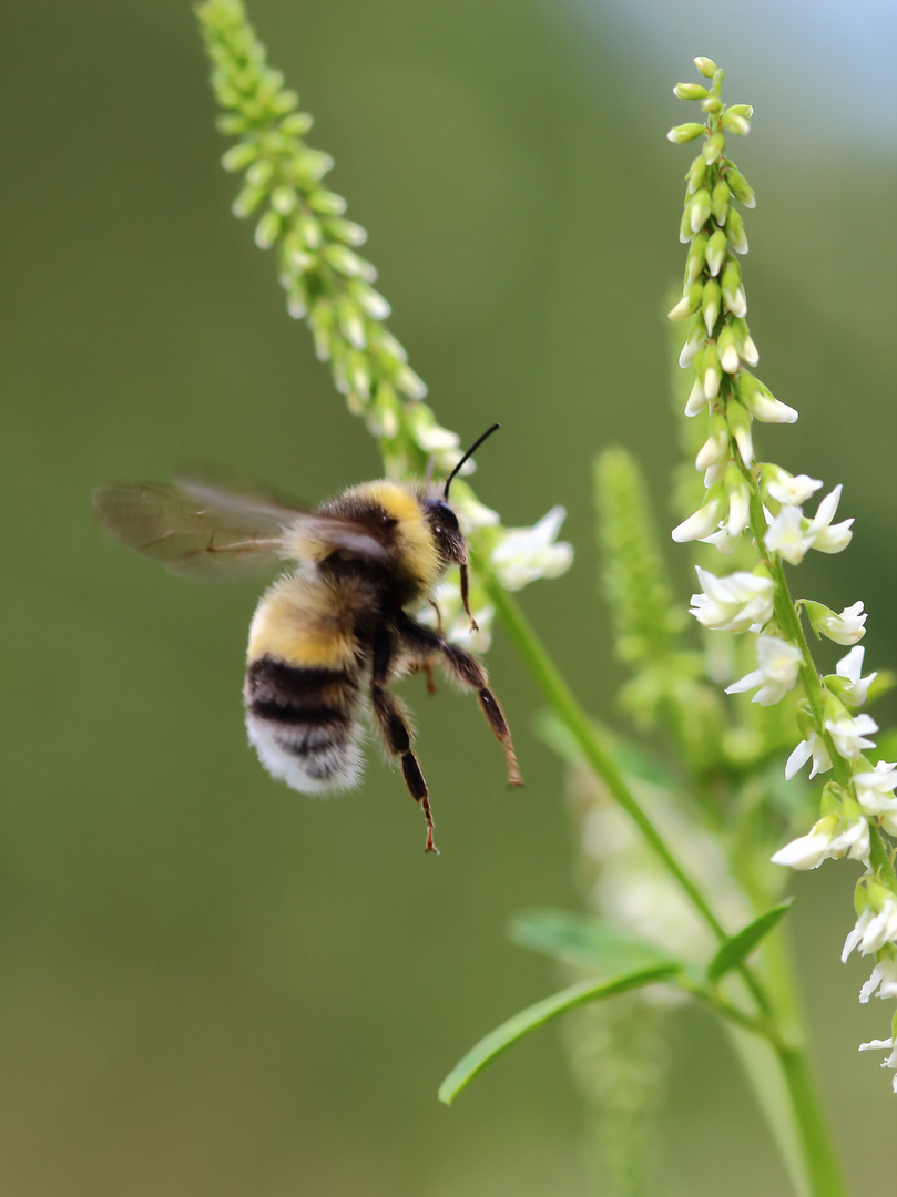 Hummel