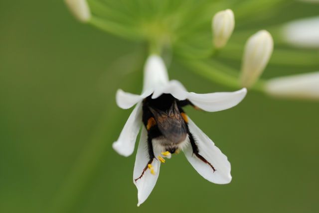 Hummel