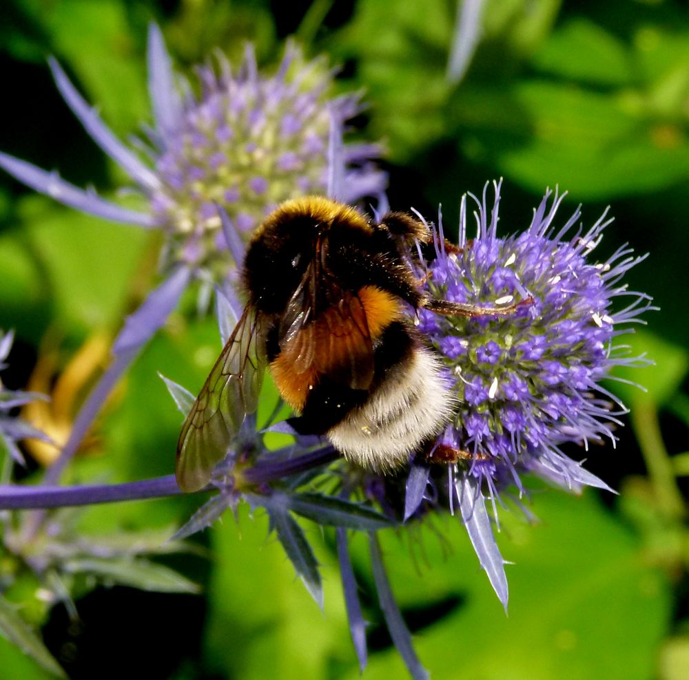 Hummel von ALLMOTIVS 