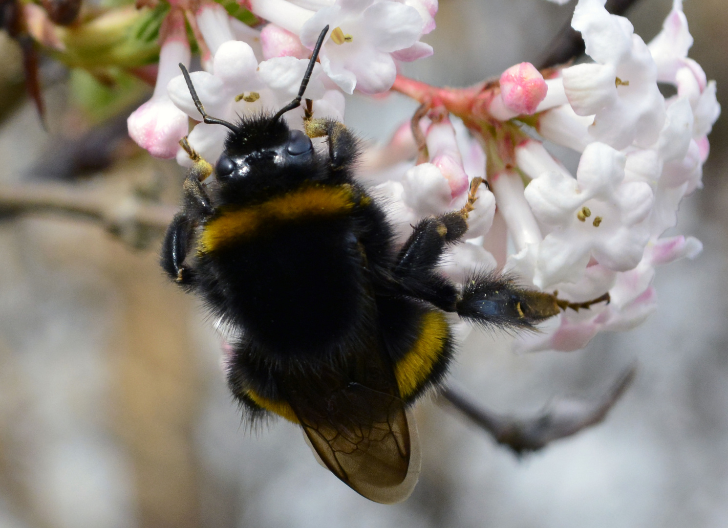 Hummel