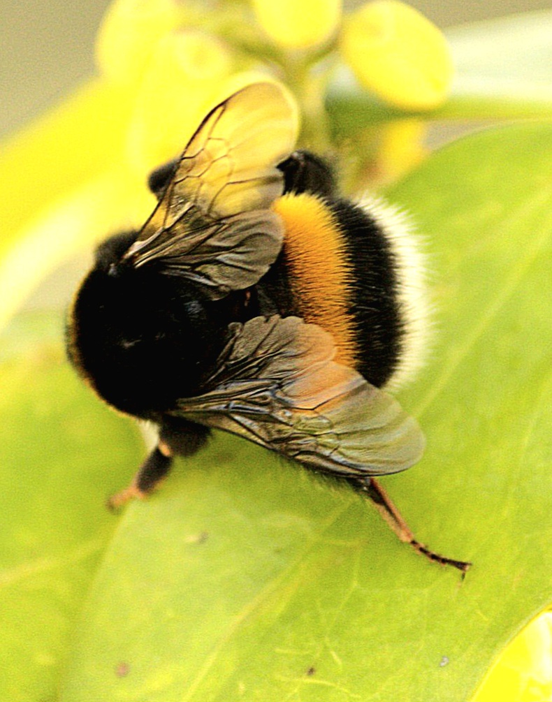 Hummel