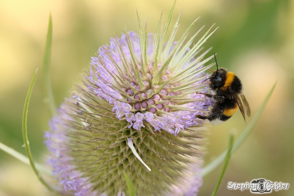 Hummel