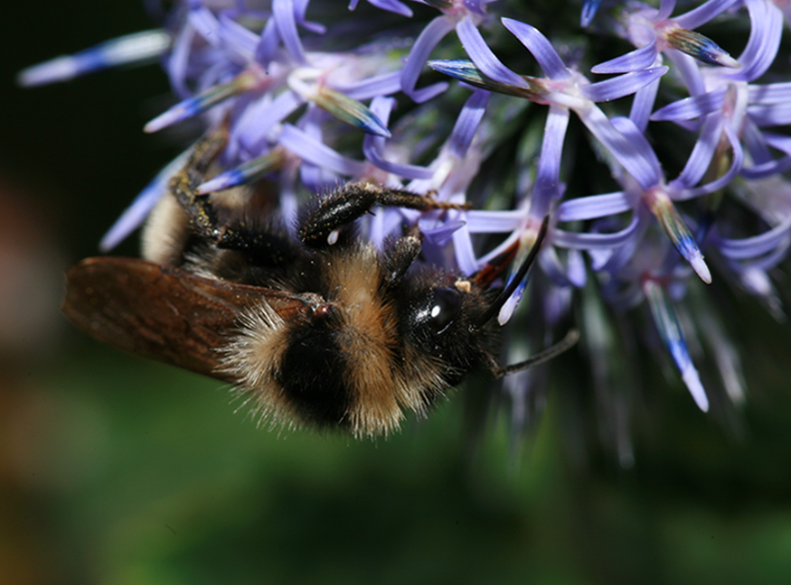 Hummel