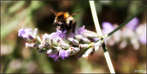 Hummel :)