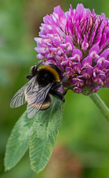 Hummel-Abendbrot