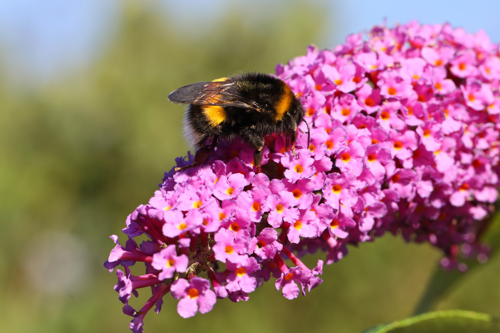 Hummel - Abendbrot