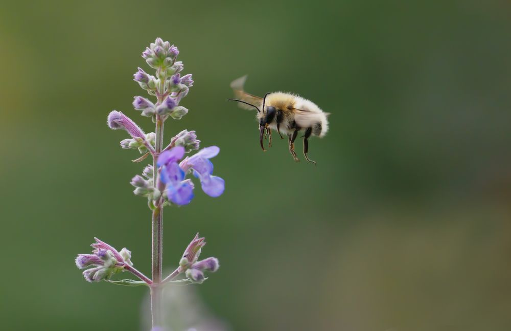 Hummel, aber welche ??