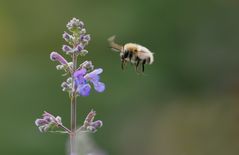 Hummel, aber welche ??