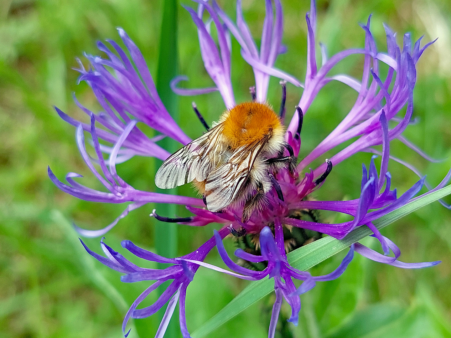 Hummel, aber welche?