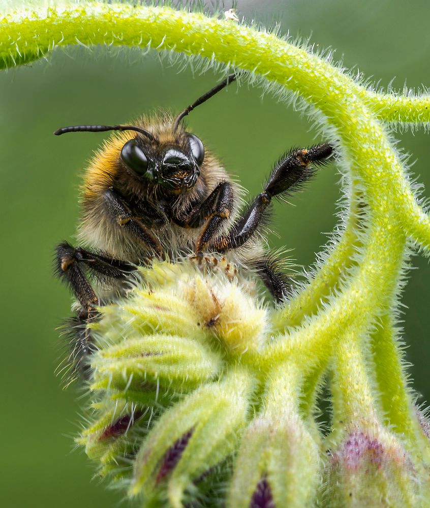 Hummel