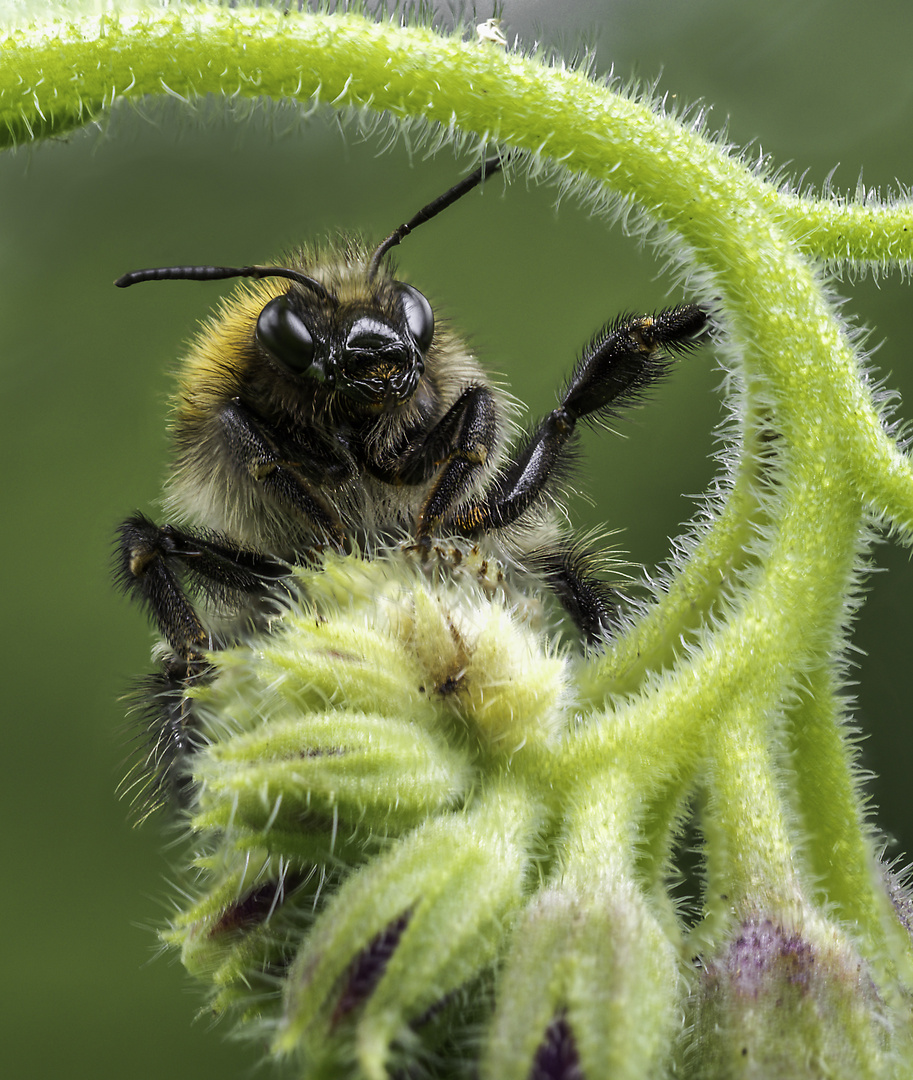 Hummel