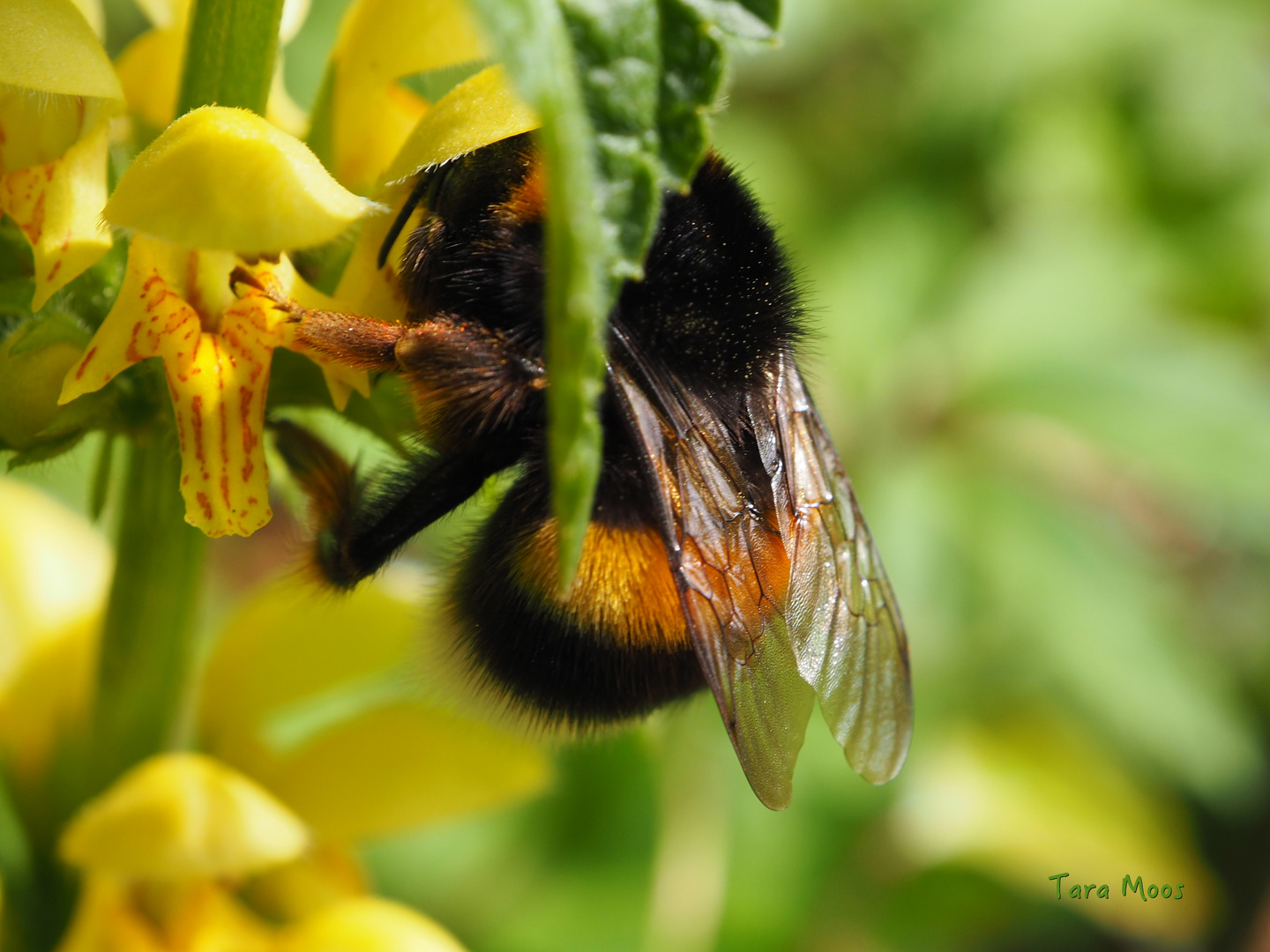 Hummel