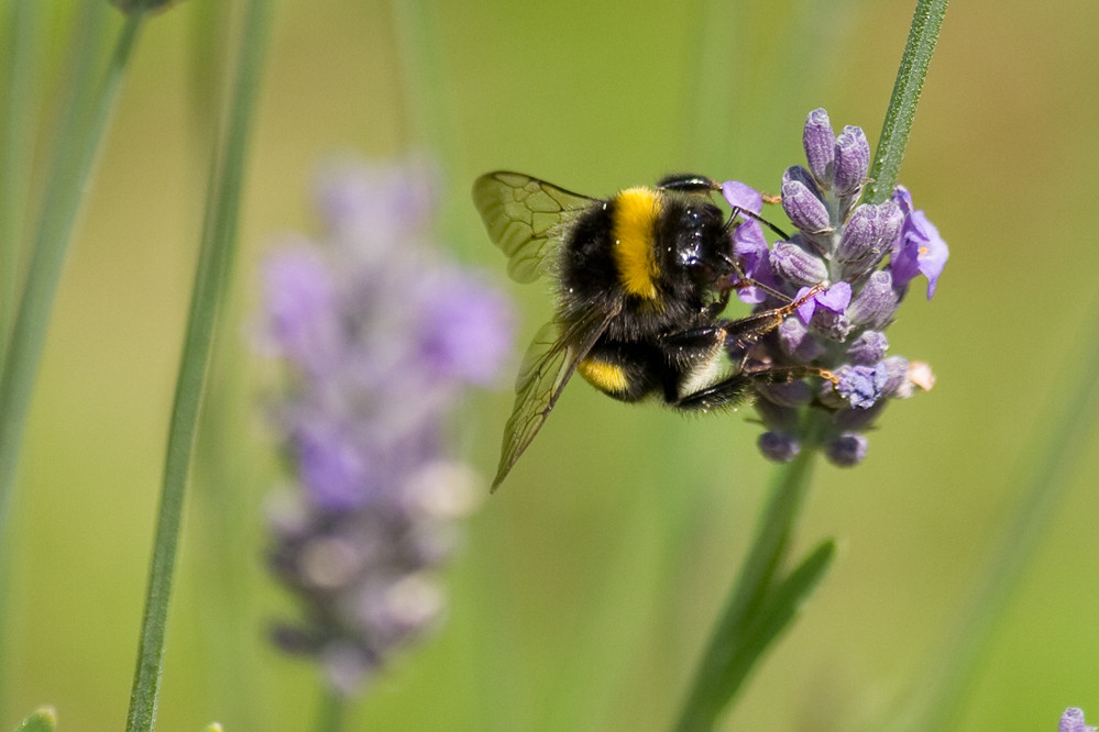 Hummel