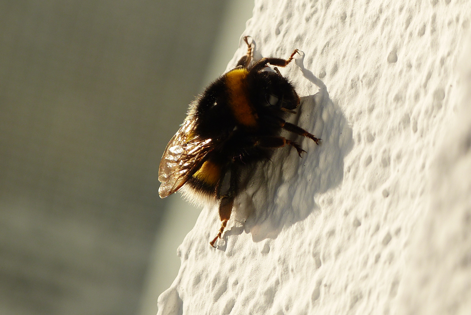 Hummel