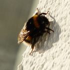 Hummel