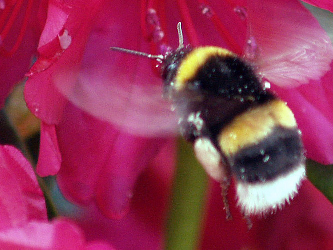 Hummel Airlines Anflug Blüte 94588